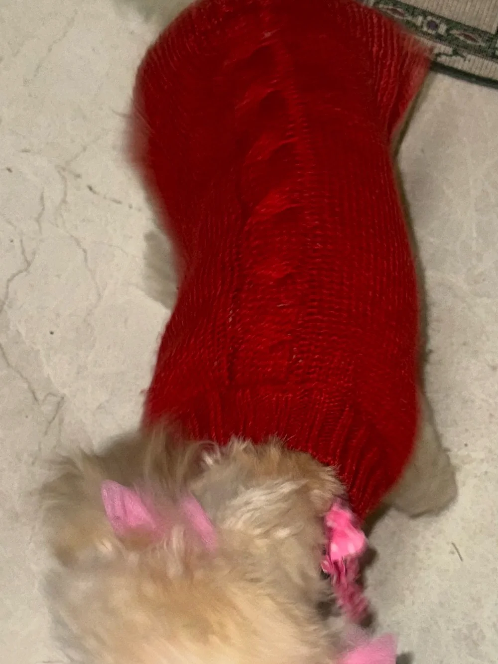Cozy Red Knit Dog Sweater - Fashionable Pet Apparel with side buttons SMALL